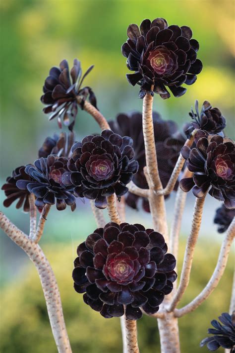 Shop ‘Aeonium chanel’ Care and Growing Guide 